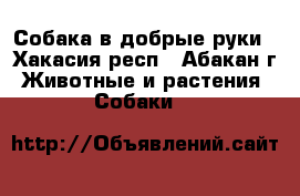 Собака в добрые руки - Хакасия респ., Абакан г. Животные и растения » Собаки   